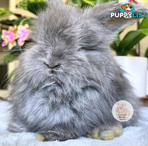 Rabbits Bunnies purebred English Angora baby rabbits