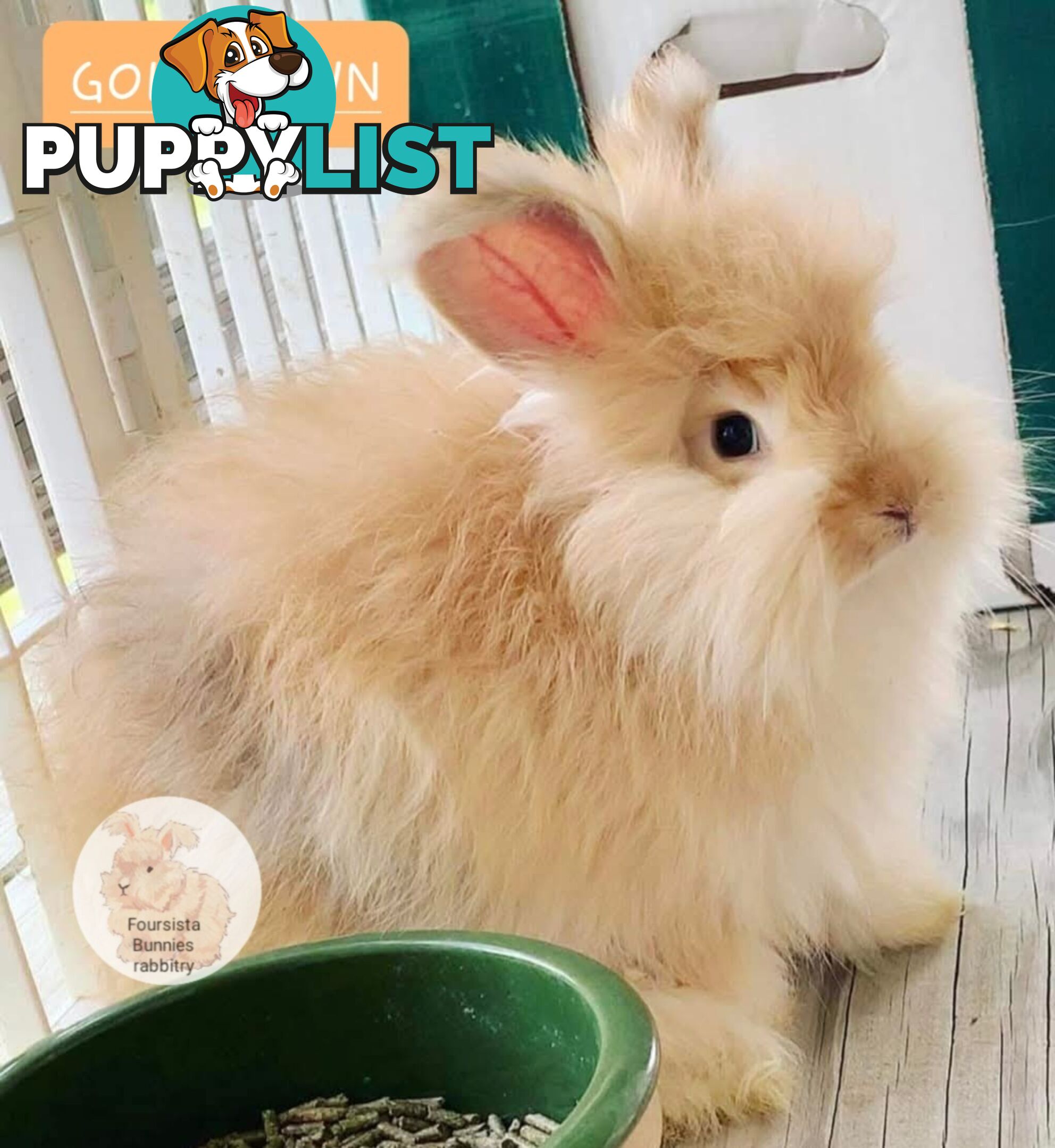 Rabbits Bunnies purebred English Angora baby rabbits