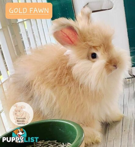 Rabbits Bunnies purebred English Angora baby rabbits