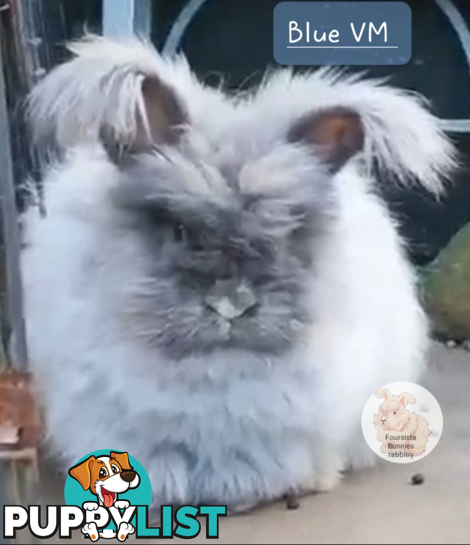 Rabbits Bunnies purebred English Angora baby rabbits