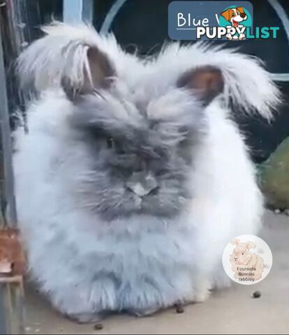 Rabbits Bunnies purebred English Angora baby rabbits