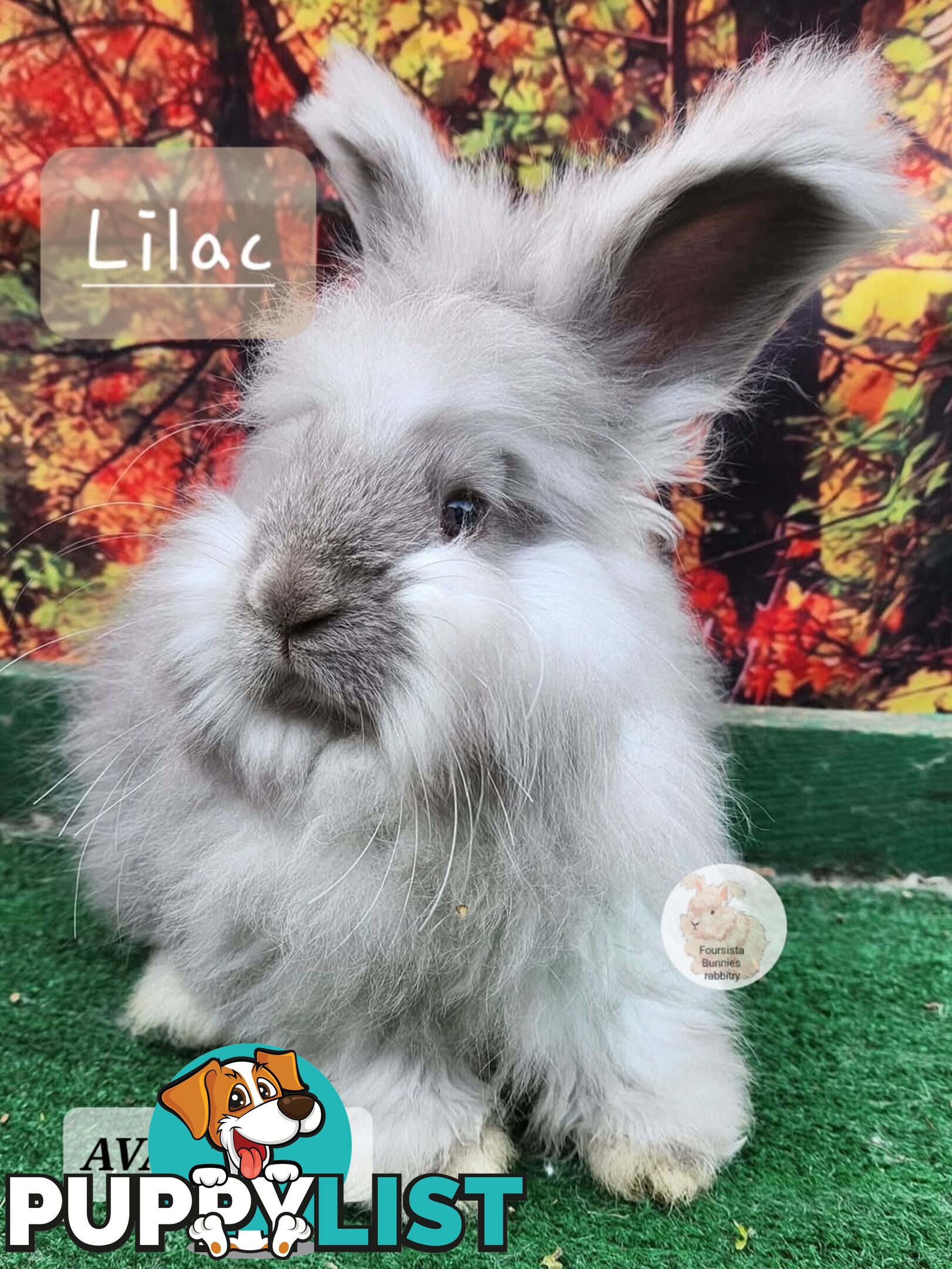 Rabbits Bunnies purebred English Angora baby rabbits
