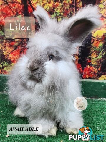Rabbits Bunnies purebred English Angora baby rabbits