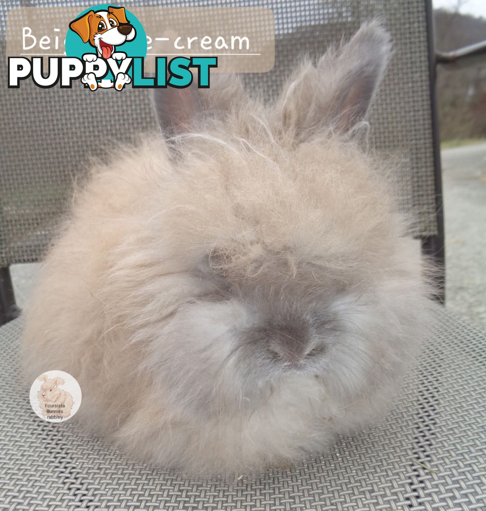 Rabbits Bunnies purebred English Angora baby rabbits