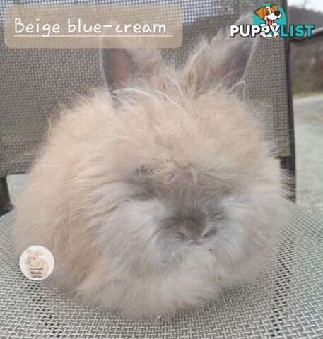 Rabbits Bunnies purebred English Angora baby rabbits