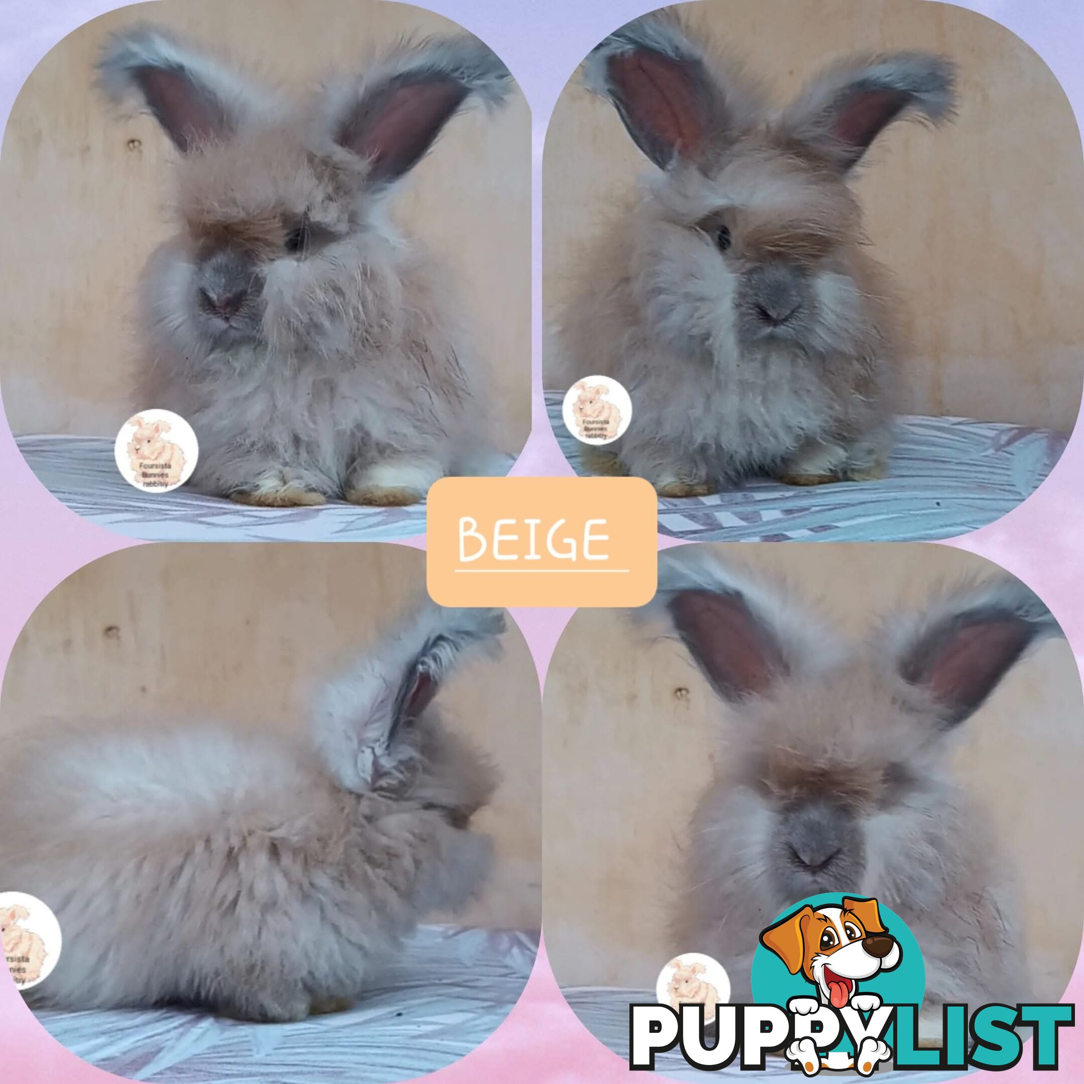 Rabbits Bunnies purebred English Angora baby rabbits