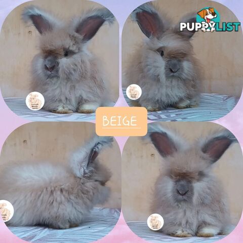 Rabbits Bunnies purebred English Angora baby rabbits