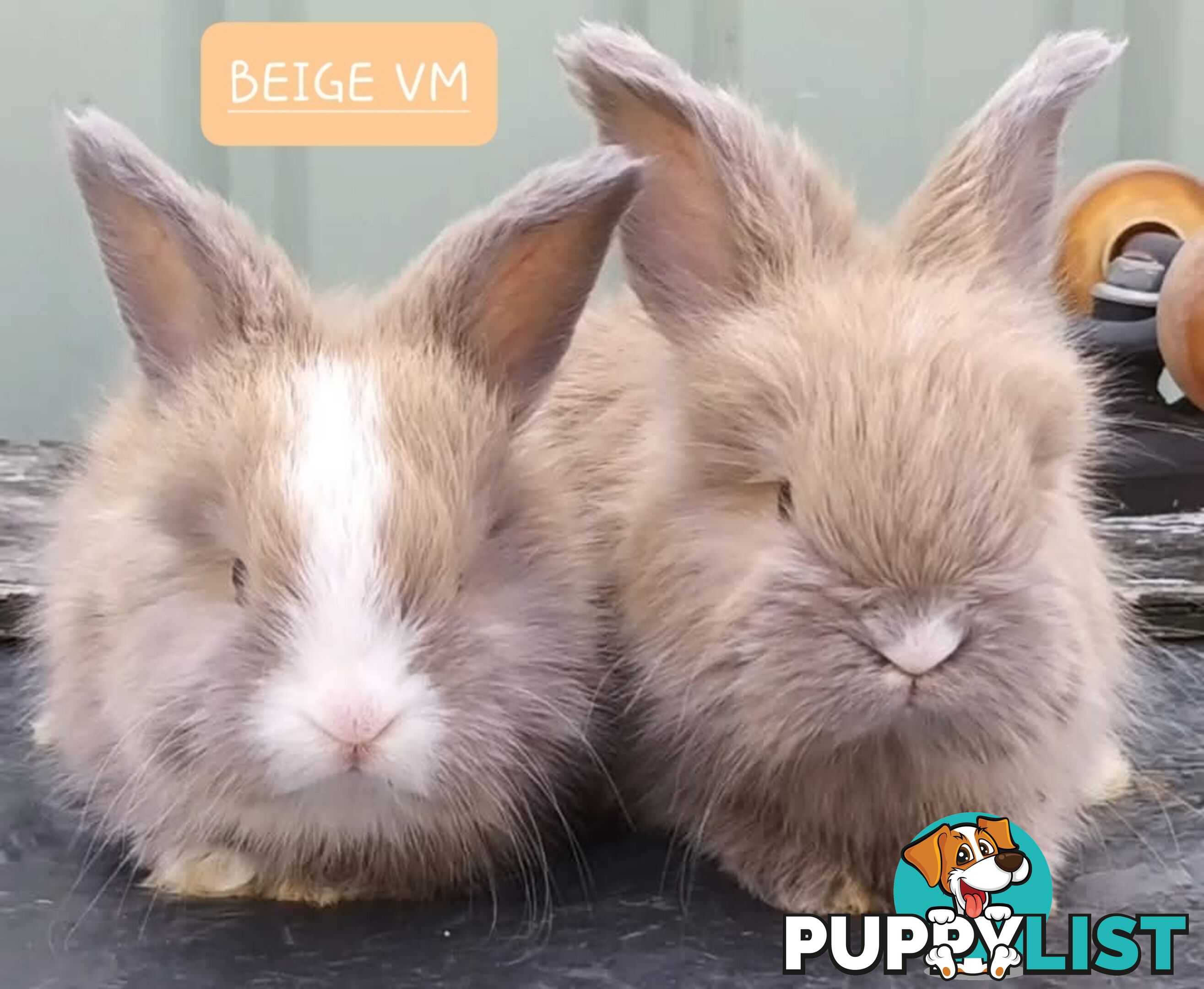 Rabbits Bunnies purebred English Angora baby rabbits
