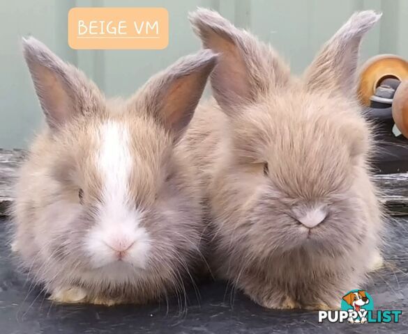 Rabbits Bunnies purebred English Angora baby rabbits