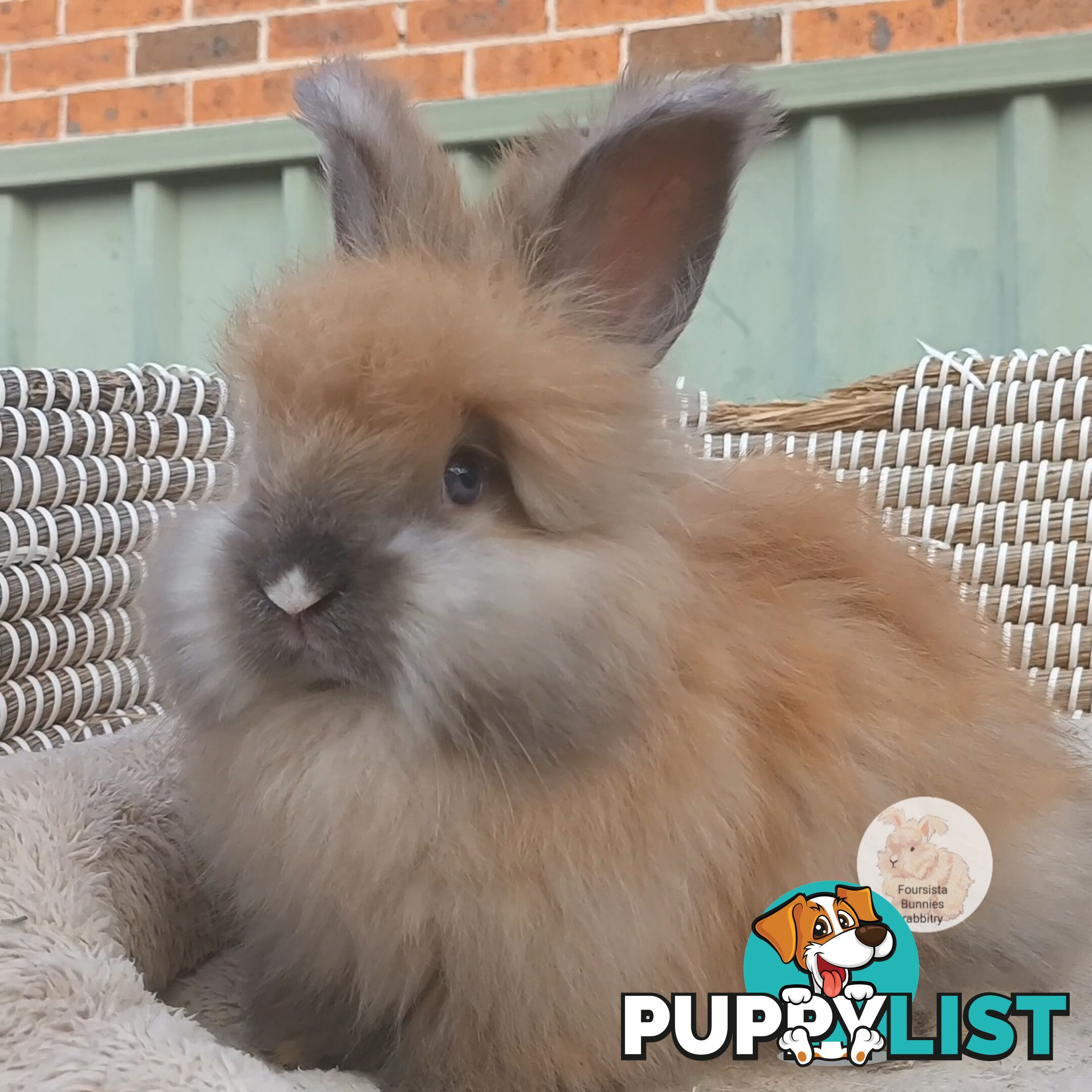 Rabbits Bunnies purebred English Angora baby rabbits