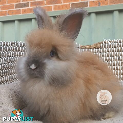 Rabbits Bunnies purebred English Angora baby rabbits