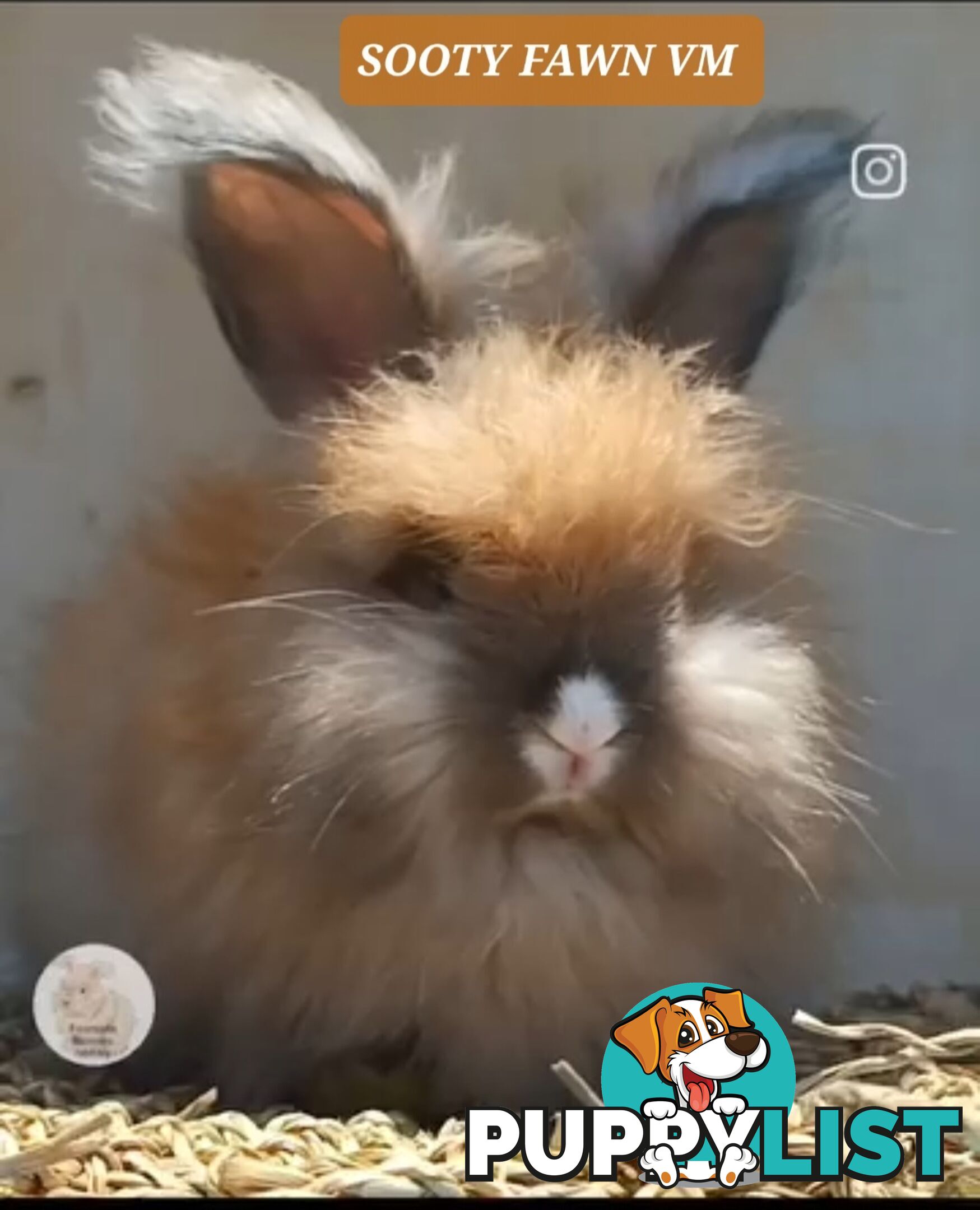Rabbits Bunnies purebred English Angora baby rabbits