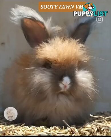 Rabbits Bunnies purebred English Angora baby rabbits