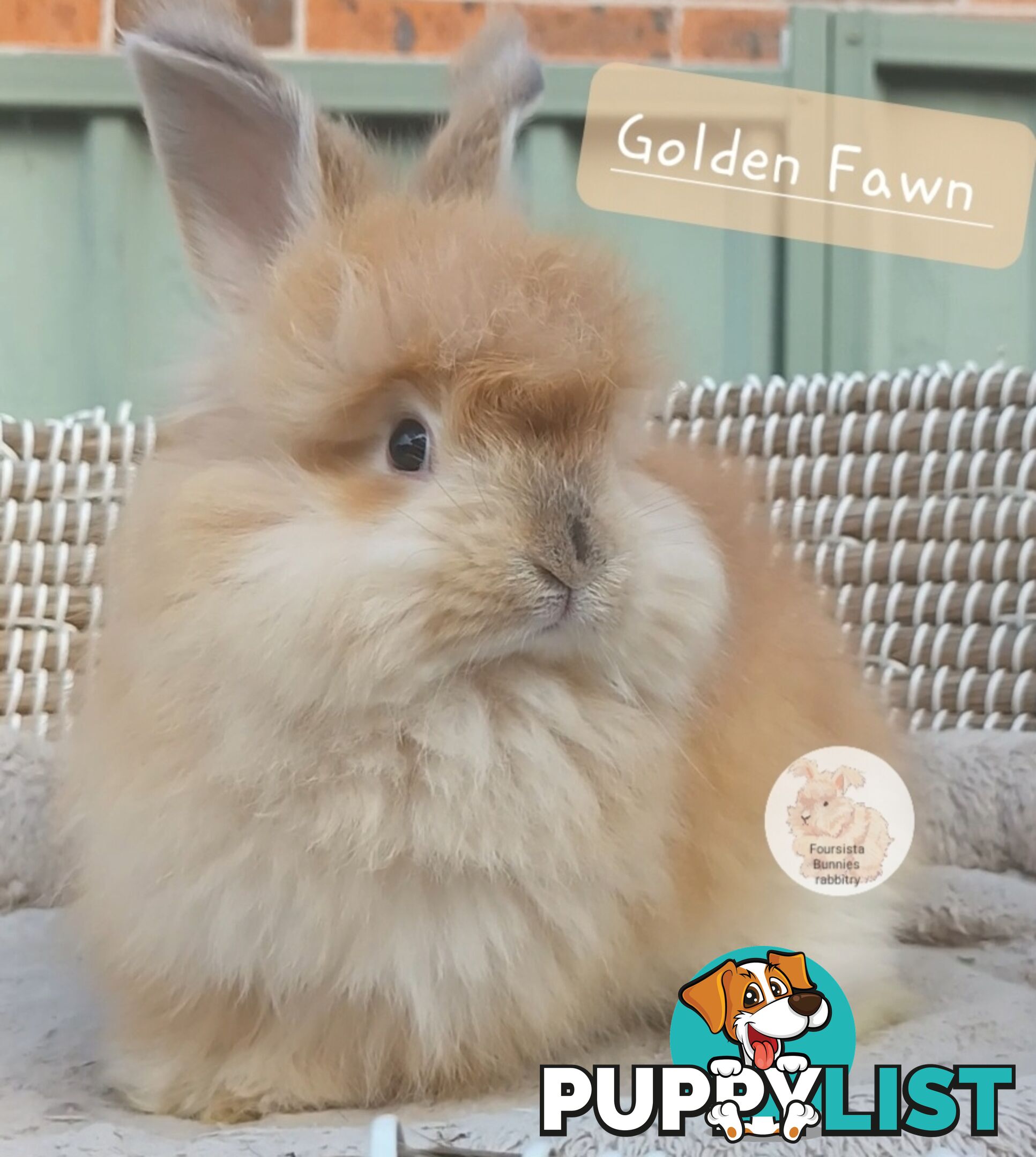 Rabbits Bunnies purebred English Angora baby rabbits