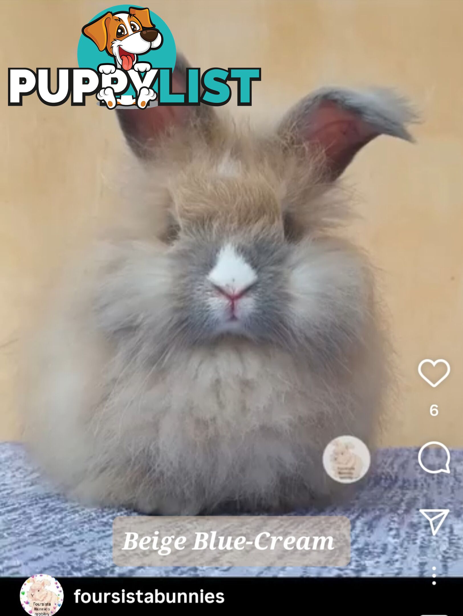 Rabbits Bunnies purebred English Angora baby rabbits