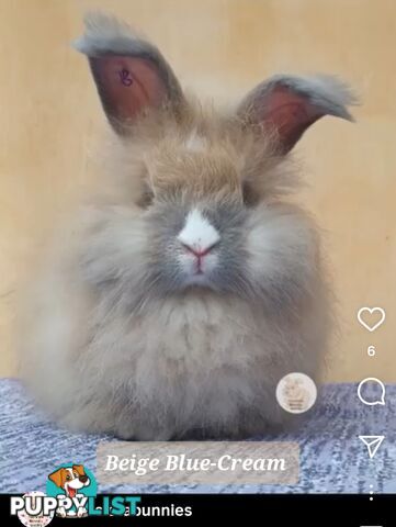 Rabbits Bunnies purebred English Angora baby rabbits
