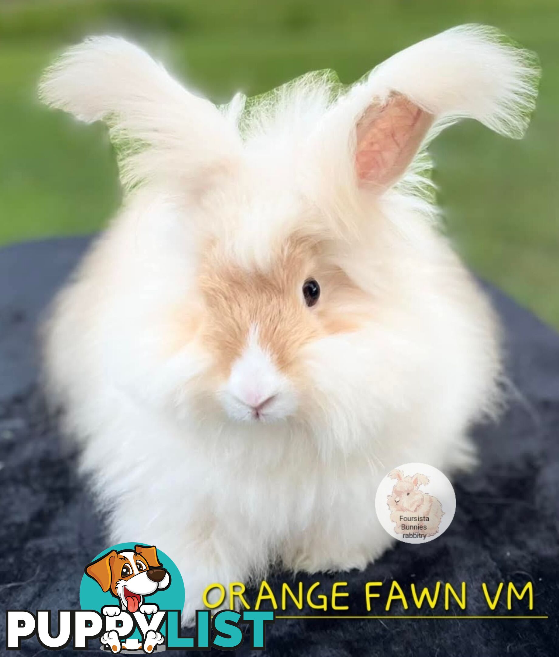 Rabbits Bunnies purebred English Angora baby rabbits