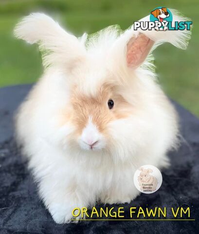 Rabbits Bunnies purebred English Angora baby rabbits