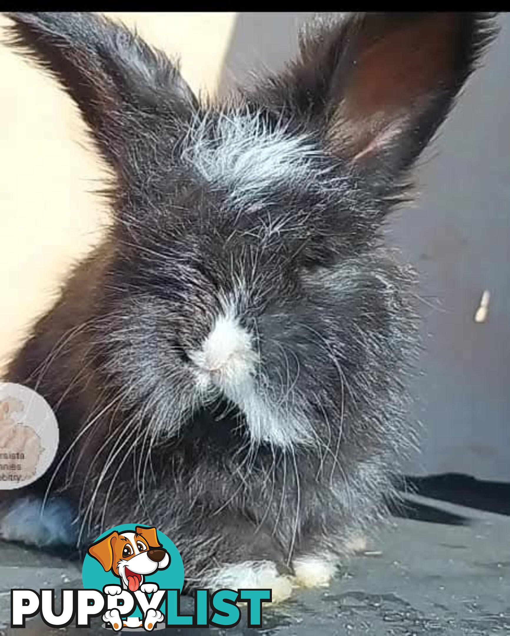 Rabbits Bunnies purebred English Angora baby rabbits