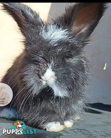Rabbits Bunnies purebred English Angora baby rabbits