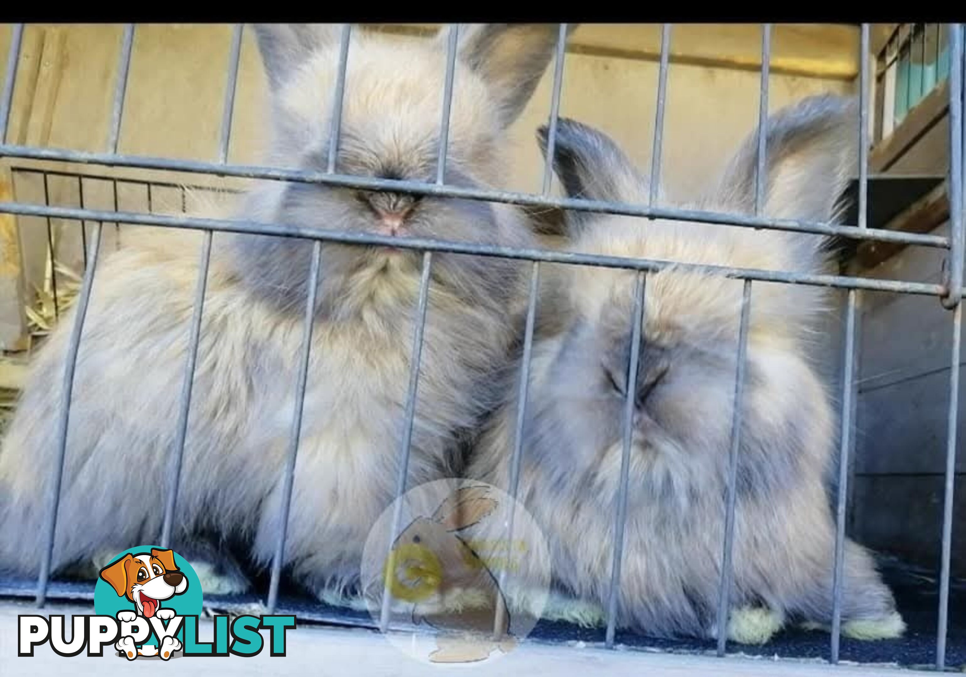 Rabbits Bunnies purebred English Angora baby rabbits