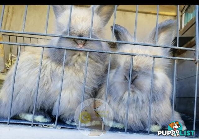 Rabbits Bunnies purebred English Angora baby rabbits