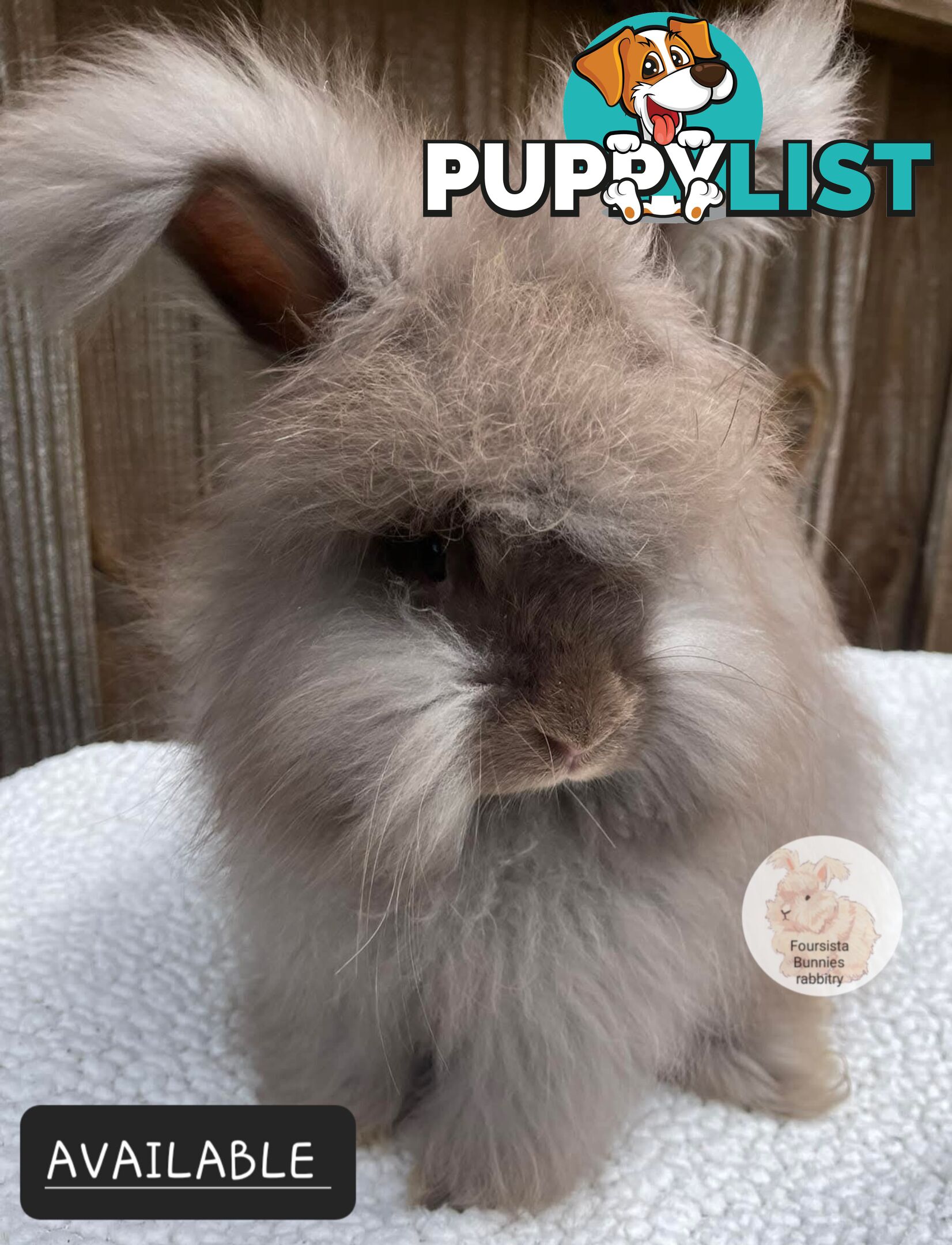 Rabbits Bunnies purebred English Angora baby rabbits