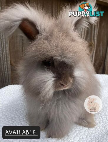 Rabbits Bunnies purebred English Angora baby rabbits