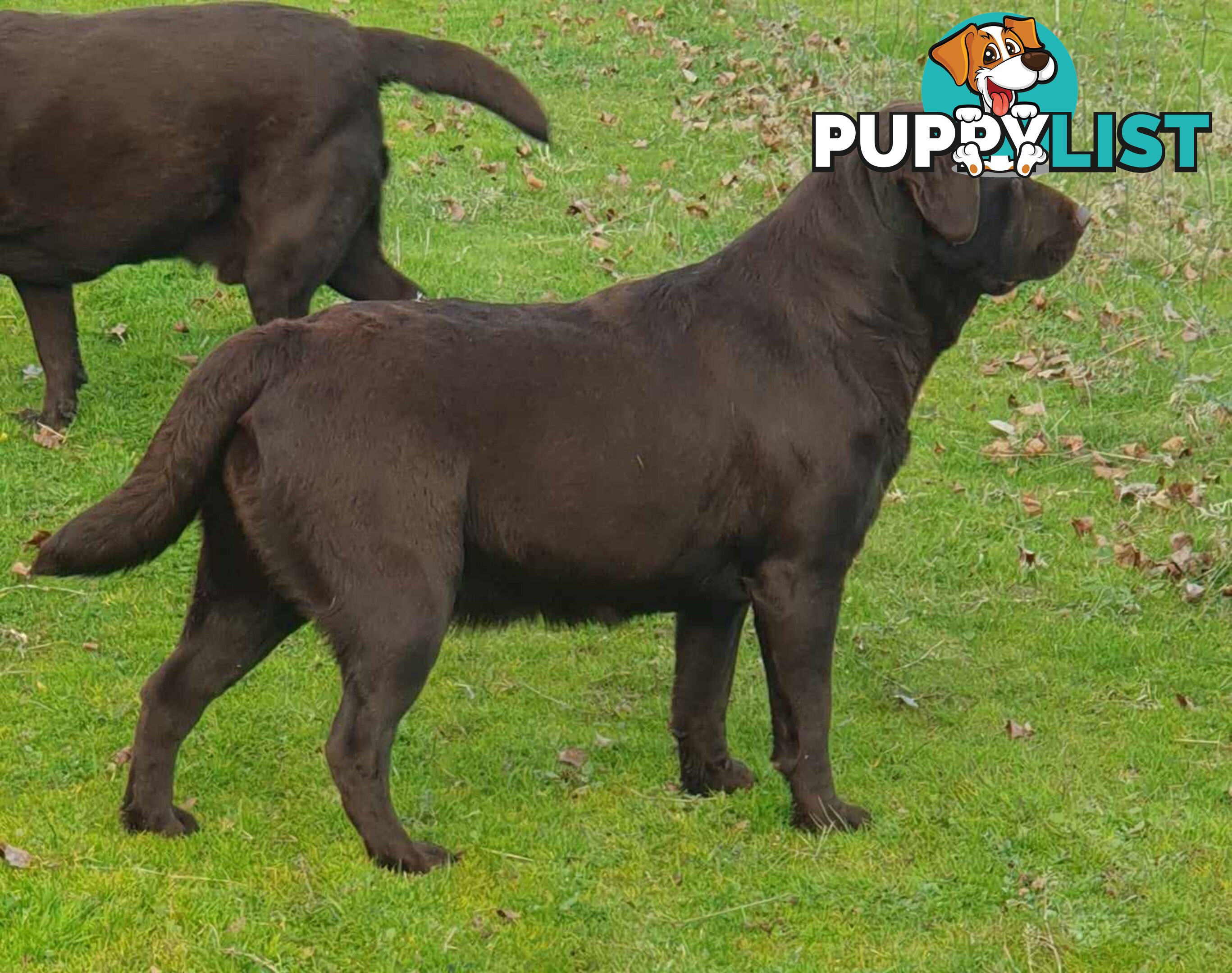 Exceptional Registered Labrador Puppies Chocolate Available Now!