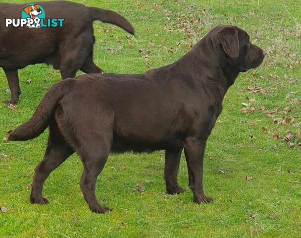 Exceptional Registered Labrador Puppies Chocolate Available Now!