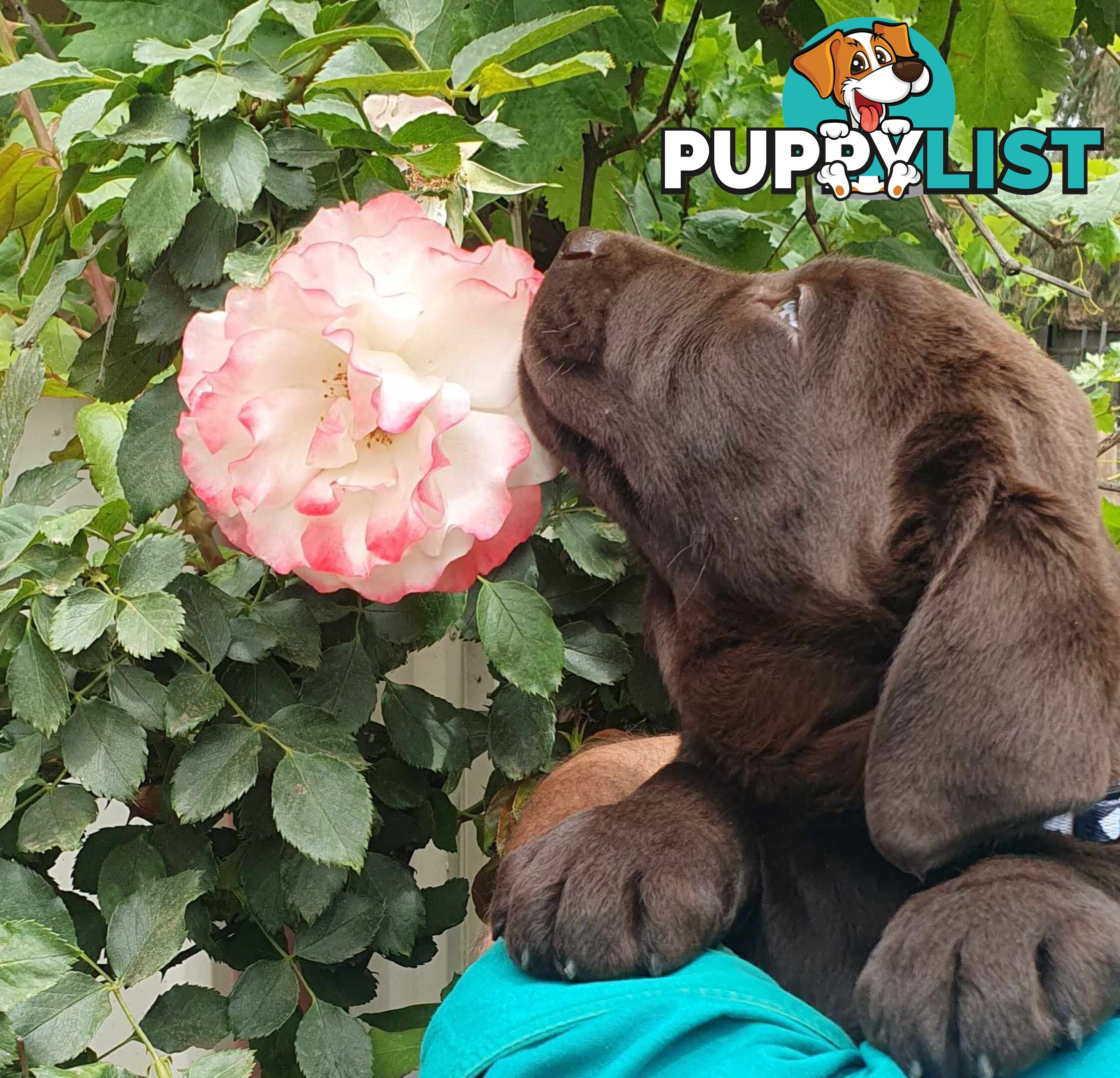 Exceptional Registered Labrador Puppies Chocolate Available Now!