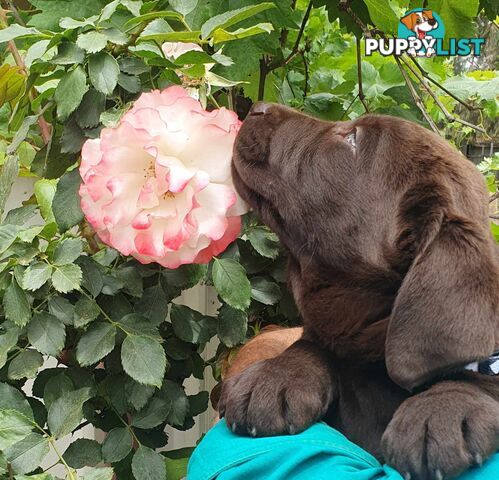 Exceptional Registered Labrador Puppies Chocolate Available Now!