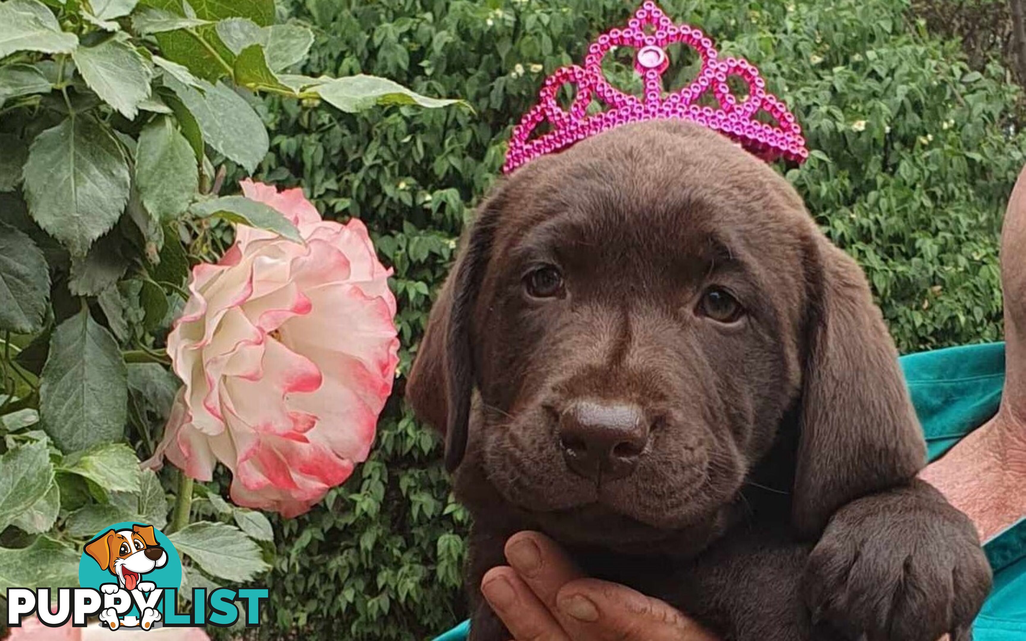 Exceptional Registered Labrador Puppies Chocolate Available Now!