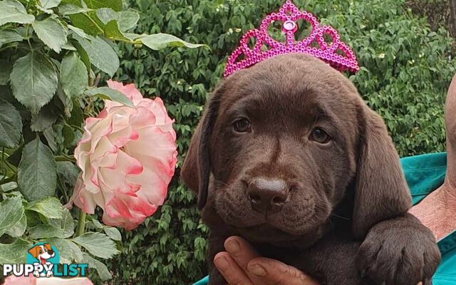 Exceptional Registered Labrador Puppies Chocolate Available Now!