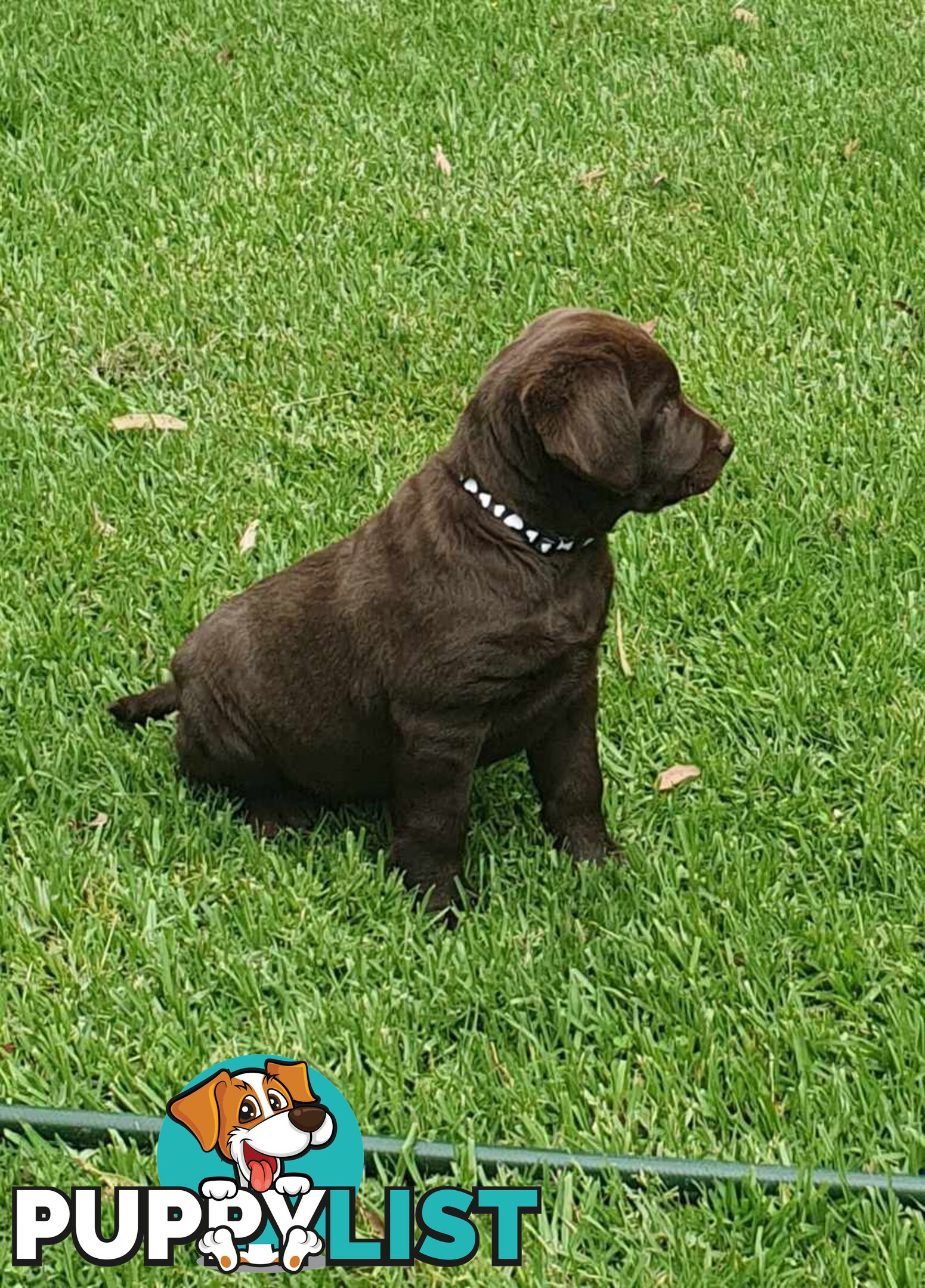 Exceptional Registered Labrador Puppies Chocolate Available Now!