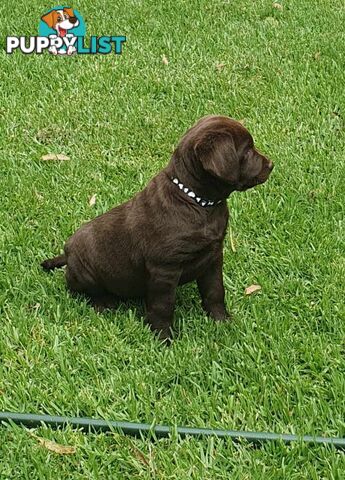 Exceptional Registered Labrador Puppies Chocolate Available Now!