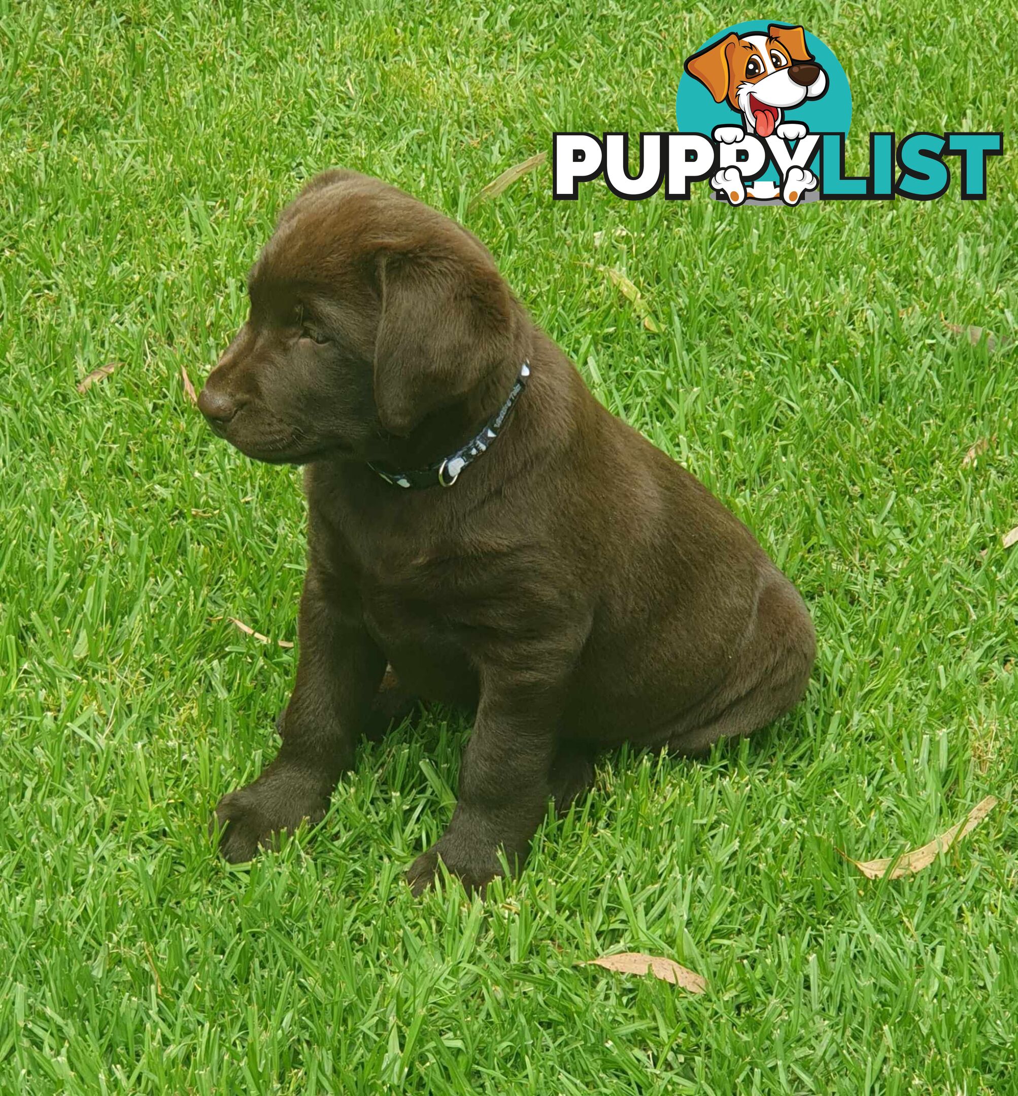 Exceptional Registered Labrador Puppies Chocolate Available Now!