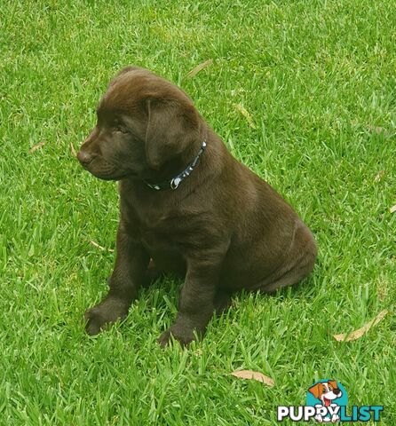 Exceptional Registered Labrador Puppies Chocolate Available Now!