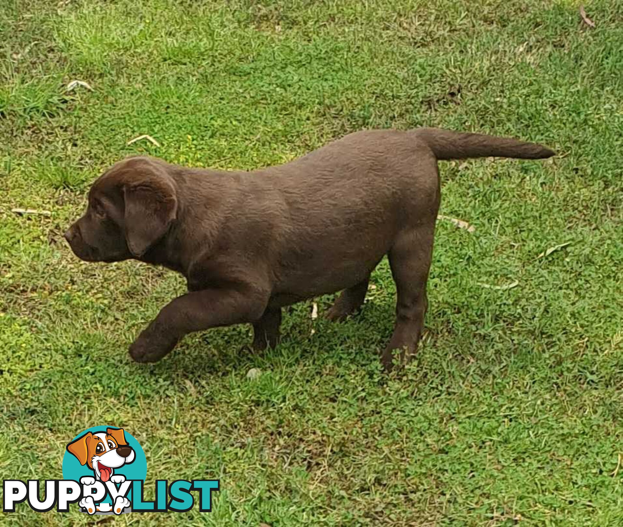 Exceptional Registered Labrador Puppies Chocolate Available Now!