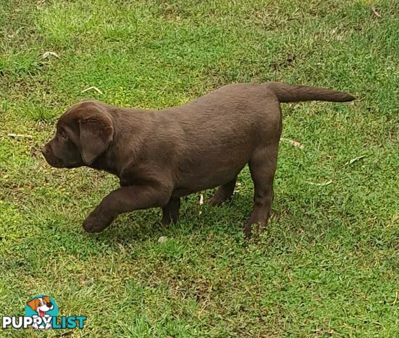 Exceptional Registered Labrador Puppies Chocolate Available Now!