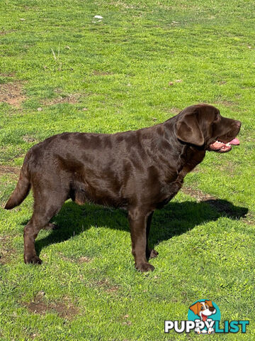 Exceptional Registered Labrador Puppies Chocolate Available Now!