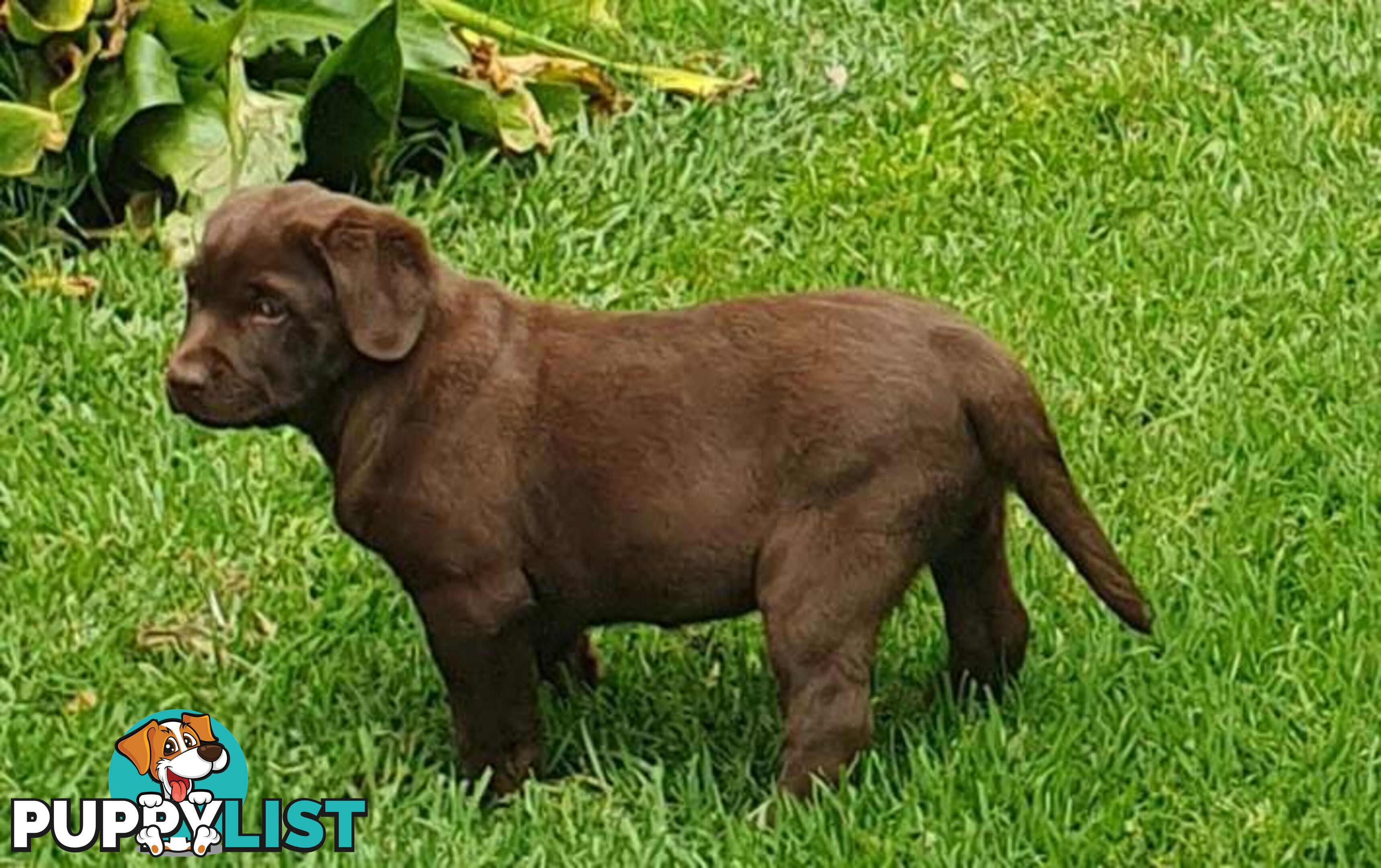 Exceptional Registered Labrador Puppies Chocolate Available Now!