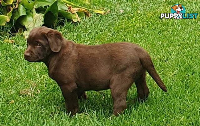 Exceptional Registered Labrador Puppies Chocolate Available Now!