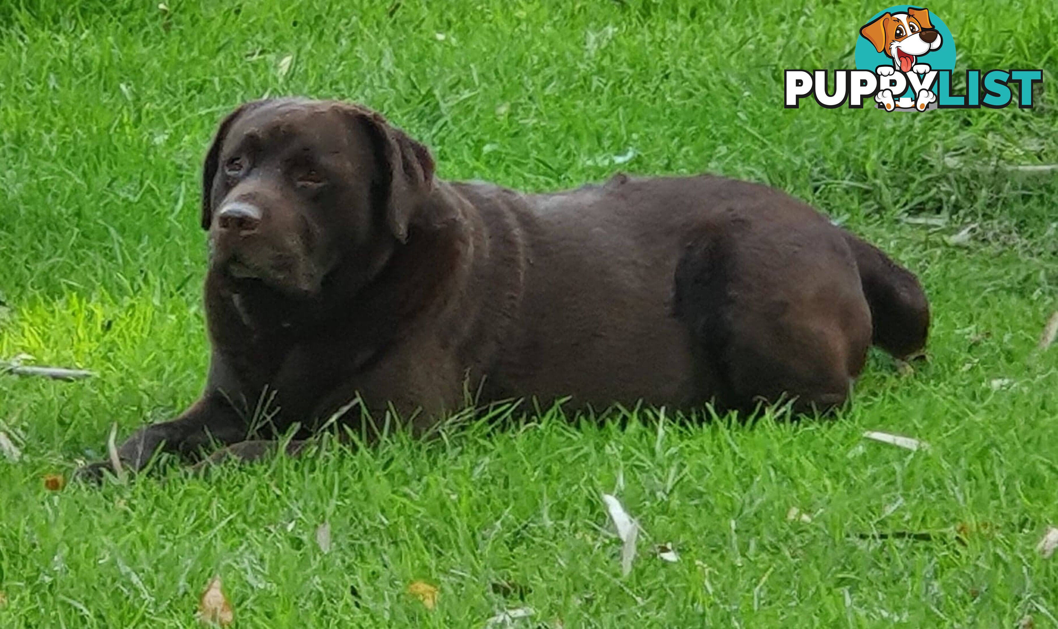 Exceptional Registered Labrador Puppies Chocolate Available Now!