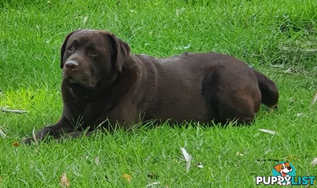 Exceptional Registered Labrador Puppies Chocolate Available Now!