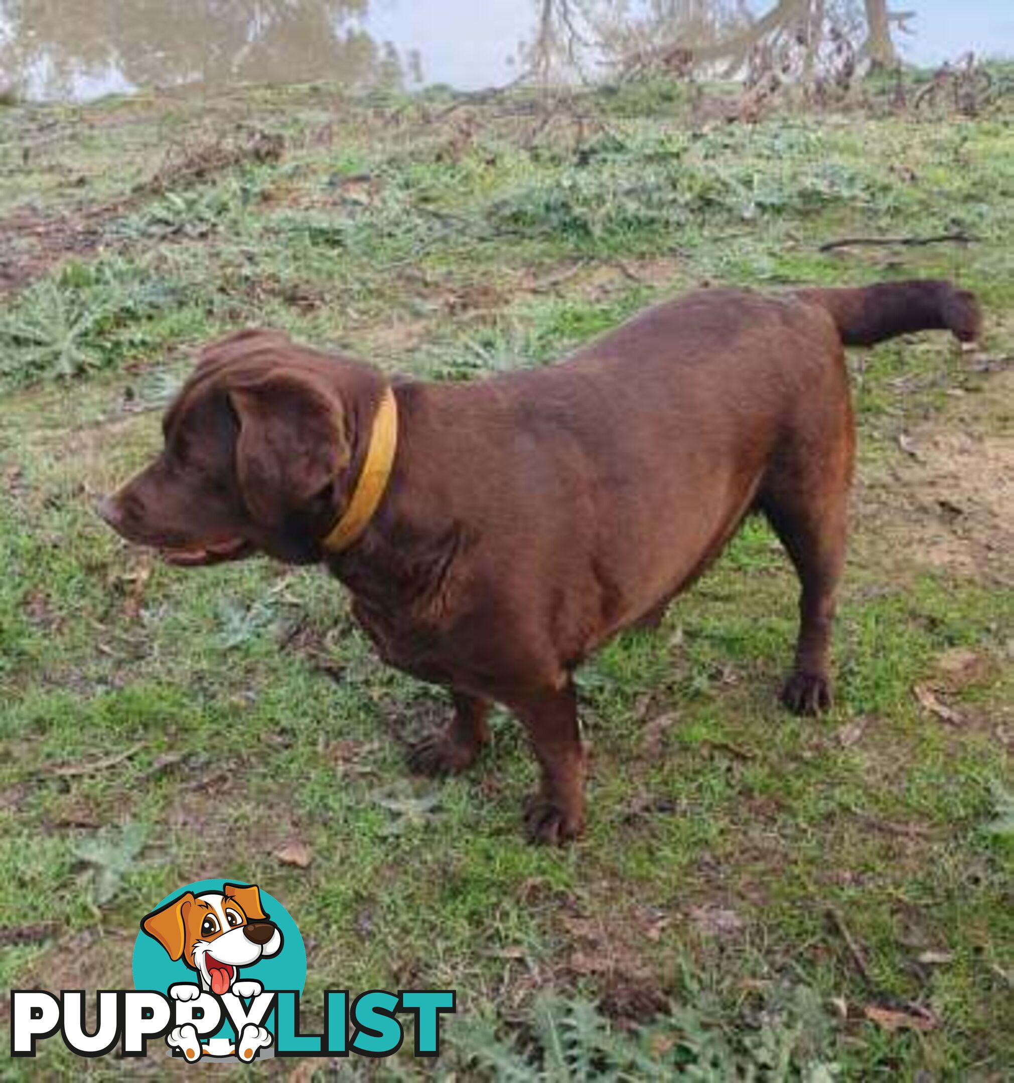 Exceptional Registered Labrador Puppies Chocolate Available Now!