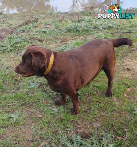 Exceptional Registered Labrador Puppies Chocolate Available Now!