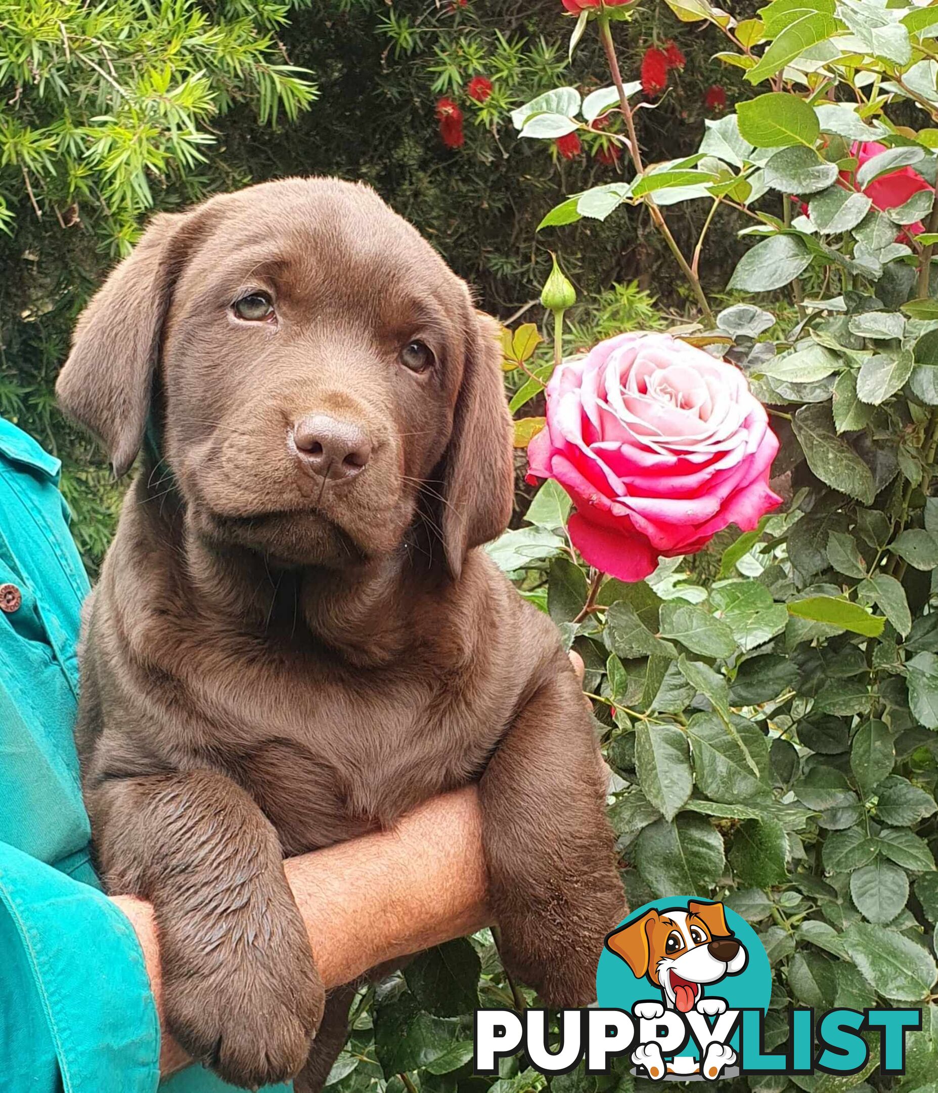 Exceptional Registered Labrador Puppies Chocolate Available Now!