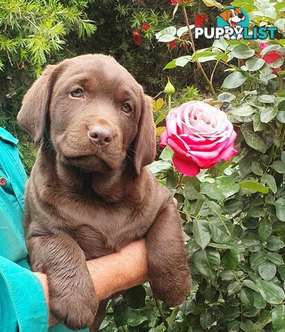 Exceptional Registered Labrador Puppies Chocolate Available Now!