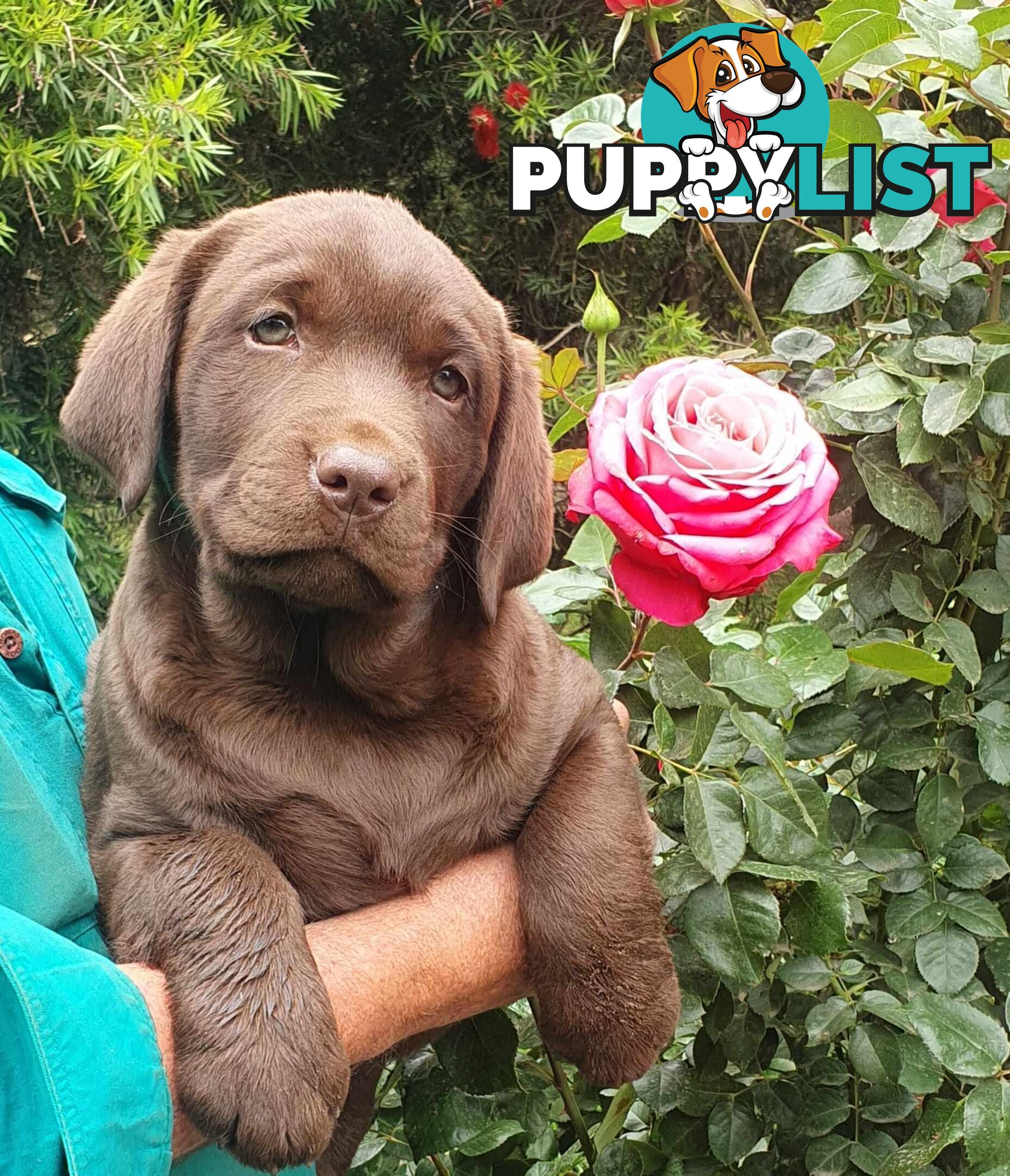 Exceptional Registered Labrador Puppies Chocolate Available Now!